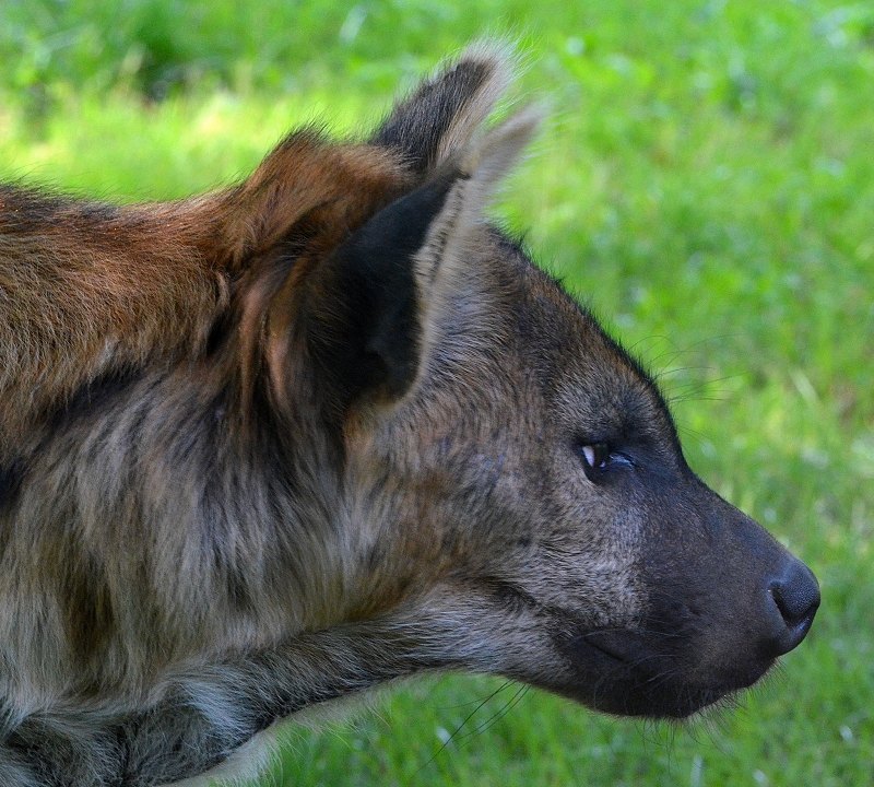 hyena skvrnit / crocuta crocuta