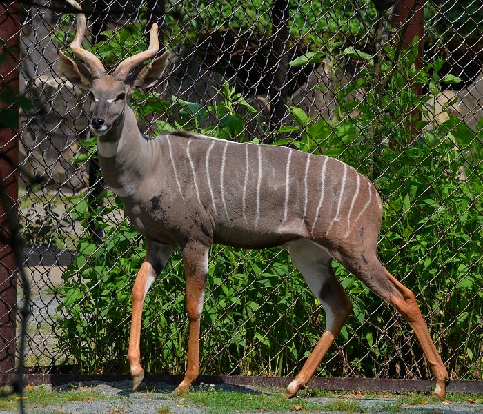 kudu mal ''australis'' / tragelaphus imberbis australis