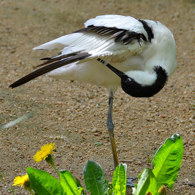 recurvirostra avosetta / tenkozobec opan