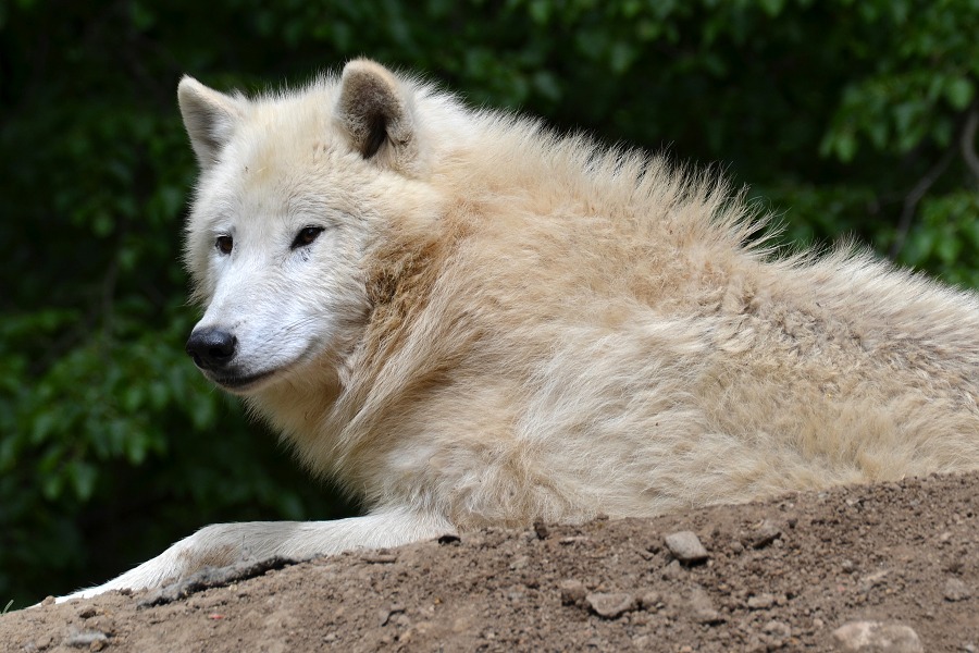 canis lupus arctos / vlk arktický