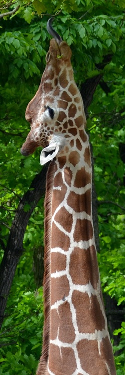 žirafa síťovaná / giraffa reticulata