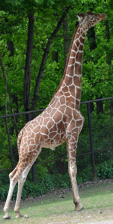 žirafa síťovaná / giraffa reticulata