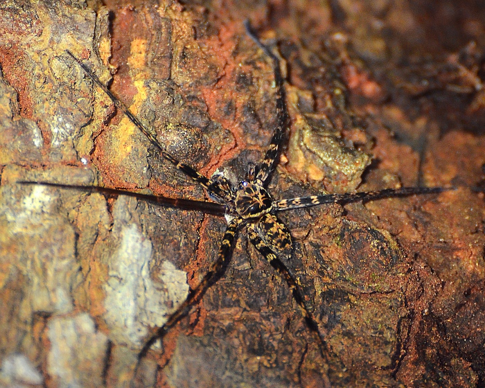 heteropoda lunula