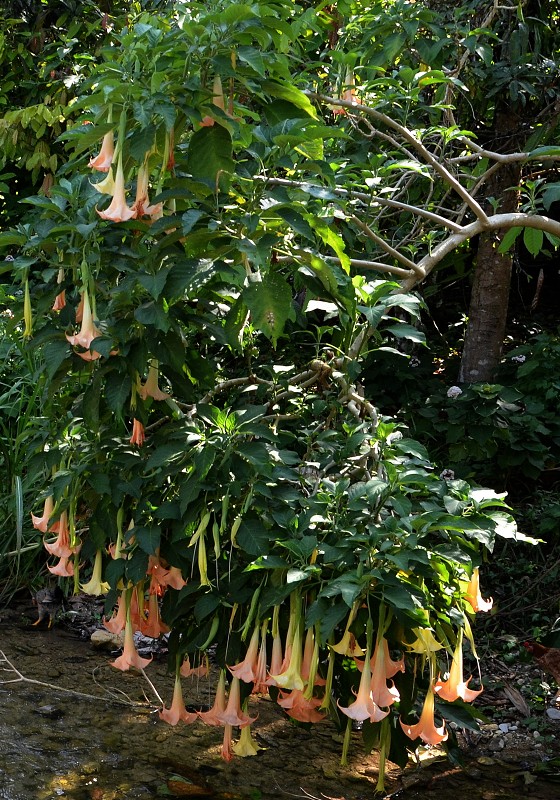 durmanovec libovonn / brugmansia suaveolens