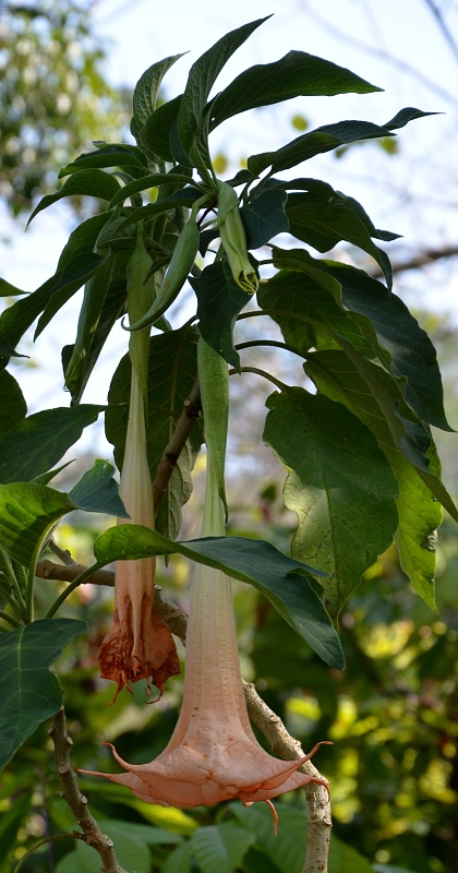 durmanovec libovonn / brugmansia suaveolens