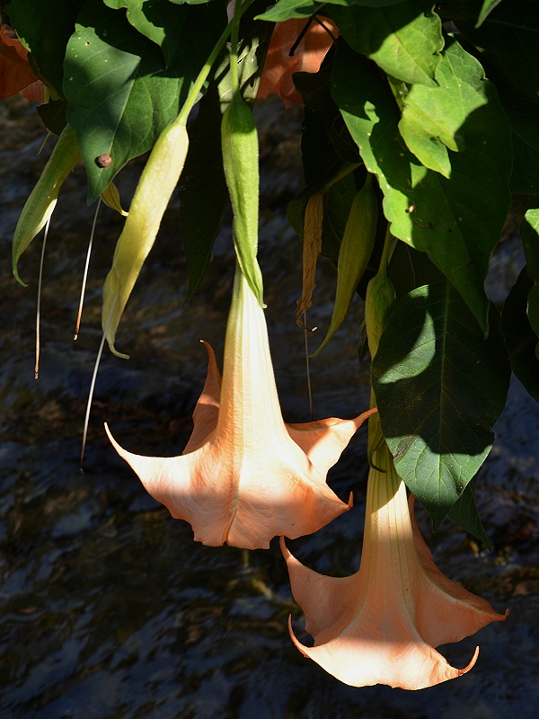 durmanovec libovonn / brugmansia suaveolens