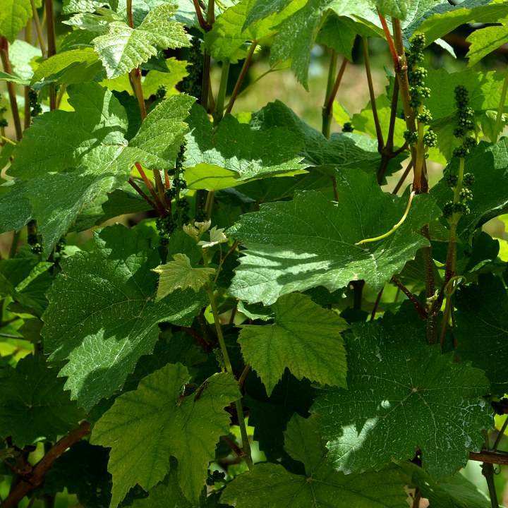 vitis vinifera vinifera / rva prav