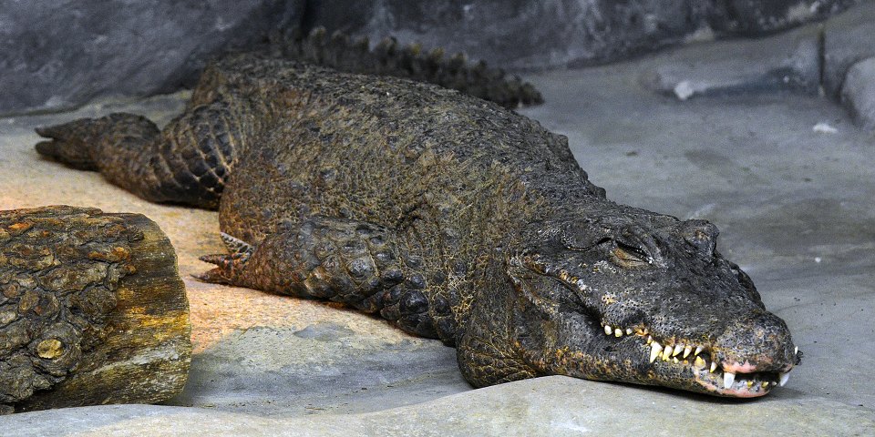 krokodýl čelnatý / osteolaemus tetraspis