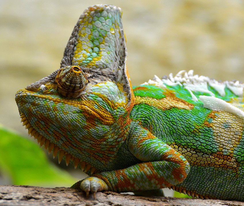 chameleon jemenský / chamaeleo calyptratus
