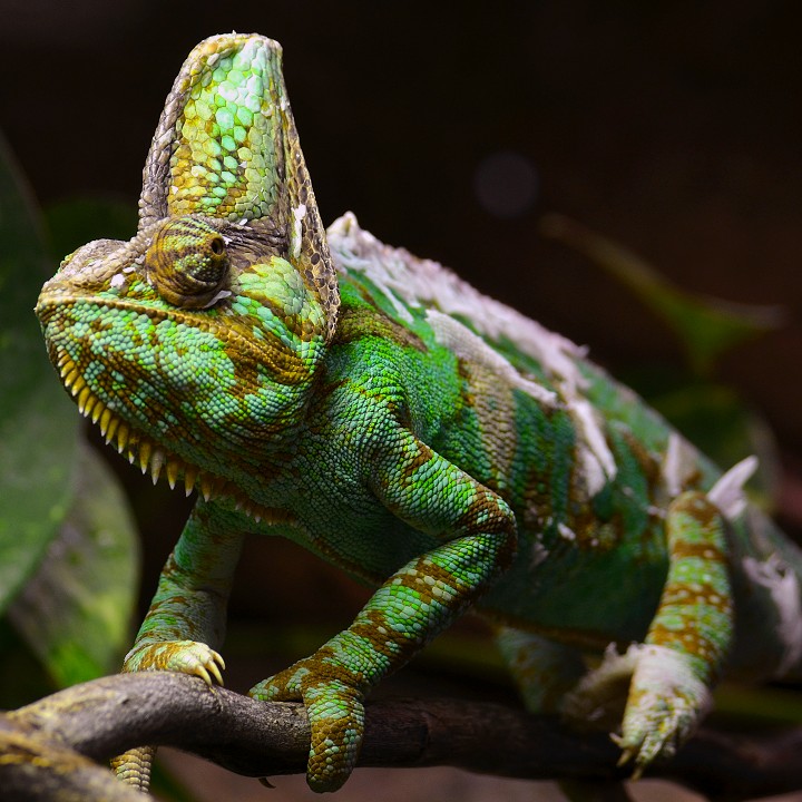 chameleon jemenský / chamaeleo calyptratus