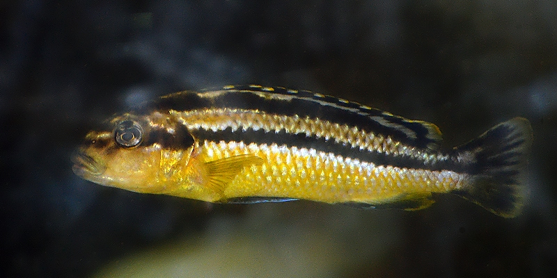 melanochromis auratus / mbuna pestrá