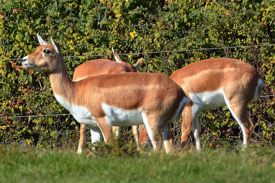 antilope cervicapra / antilopa jelení
