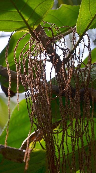 ramiovec stopkat / myriocarpa stipitata