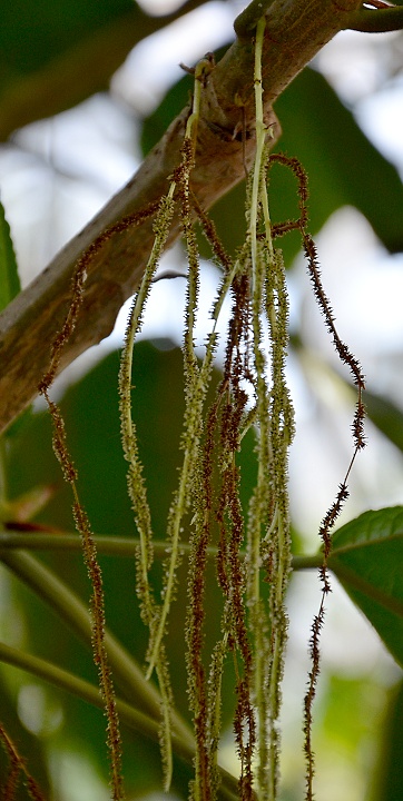 ramiovec stopkat / myriocarpa stipitata