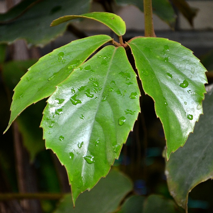 tetrastigma obvejit / tetrastigma obovatum