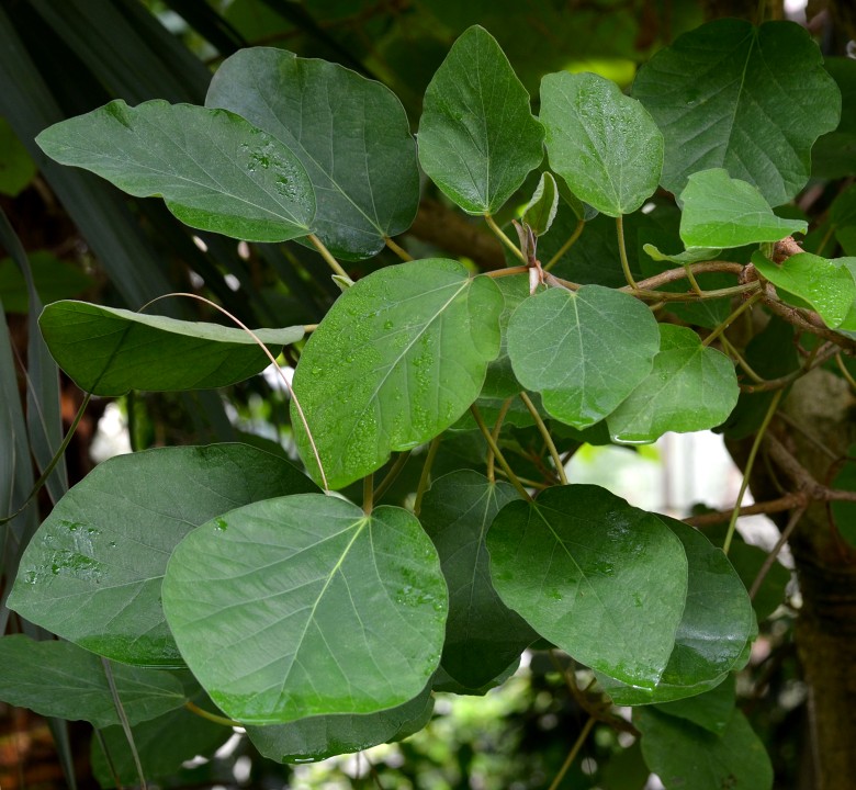 ficus populifolia / fkovnk topololist