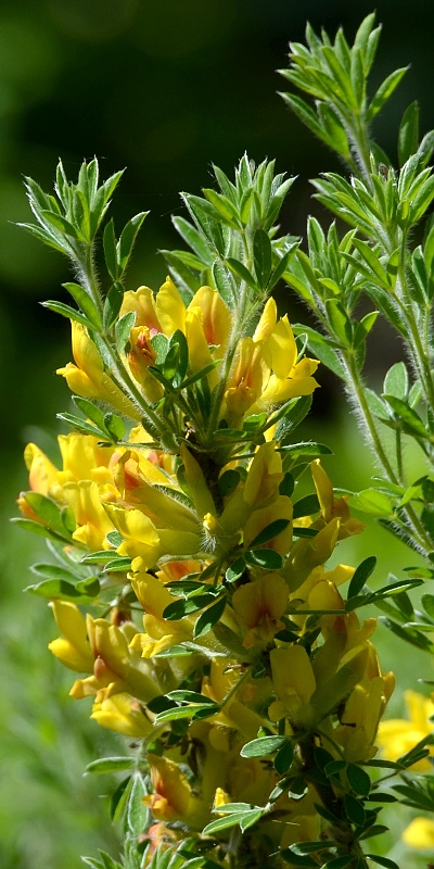 ilimnek nzk / chamaecytisus supinus