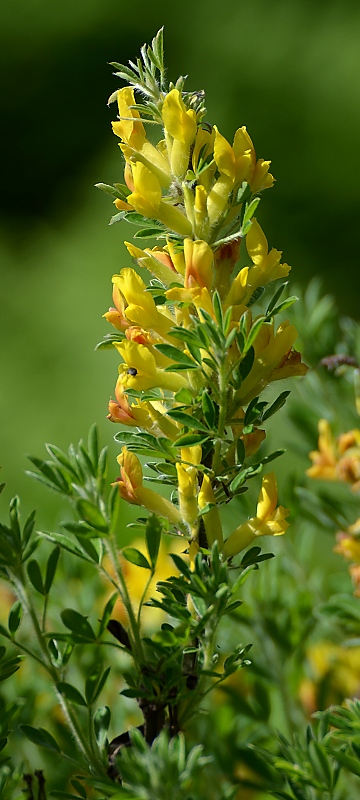 chamaecytisus supinus / ilimnek nzk