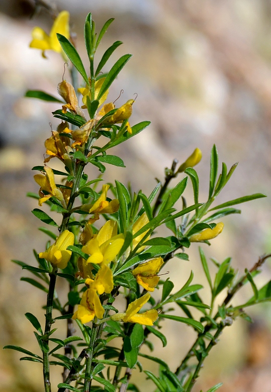 kruinka chlupat / genista pilosa