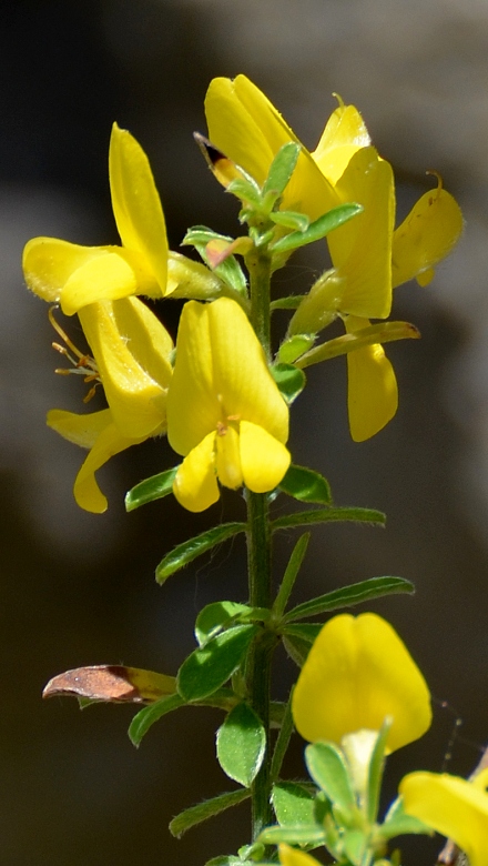 genista pilosa / kruinka chlupat