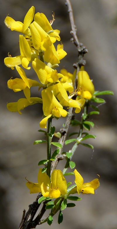 kruinka chlupat / genista pilosa