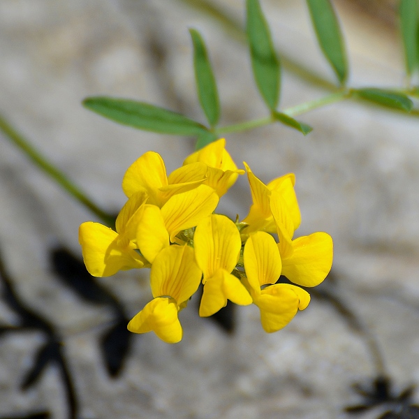 podkovka chocholat / hippocrepis comosa