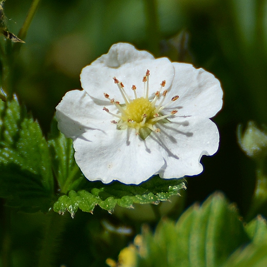 jahodnk trvnice / fragaria viridis