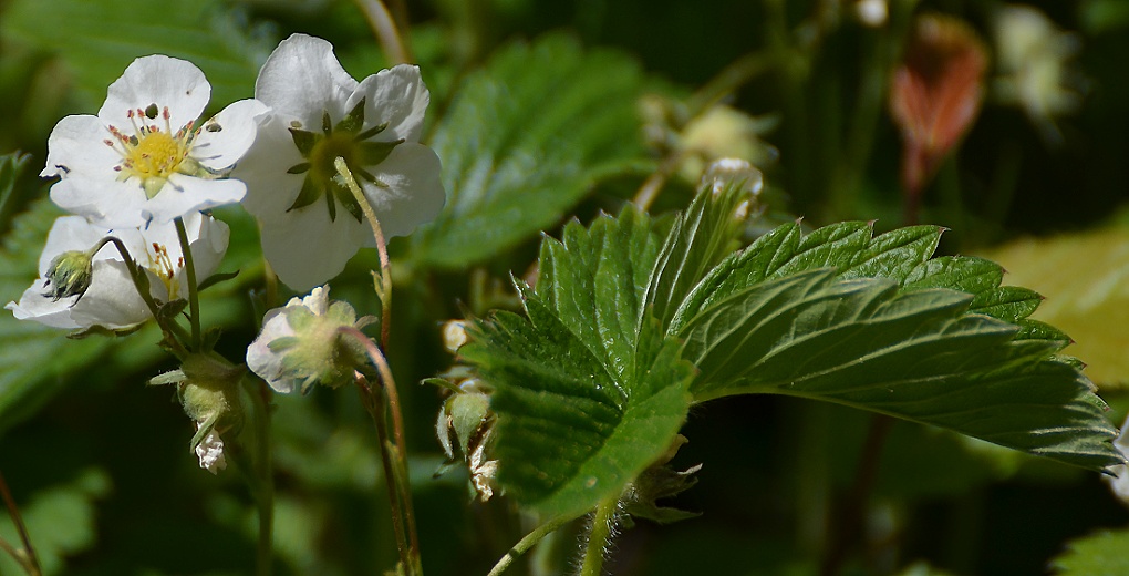 jahodnk trvnice / fragaria viridis