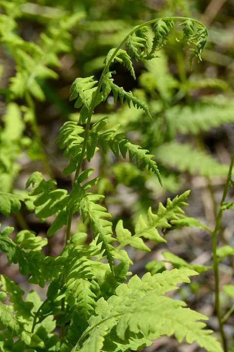 kapradink bainn / thelypteris palustris