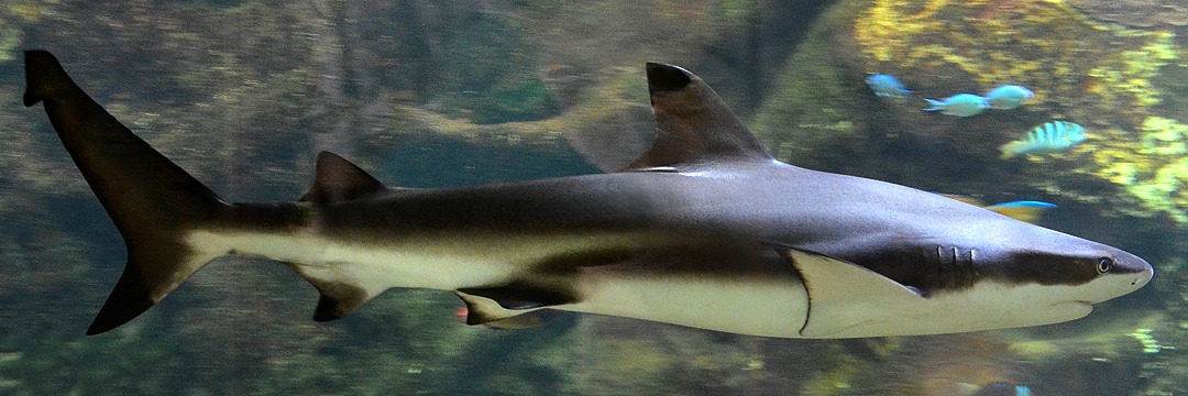 žralok černoploutvý / carcharhinus melanopterus