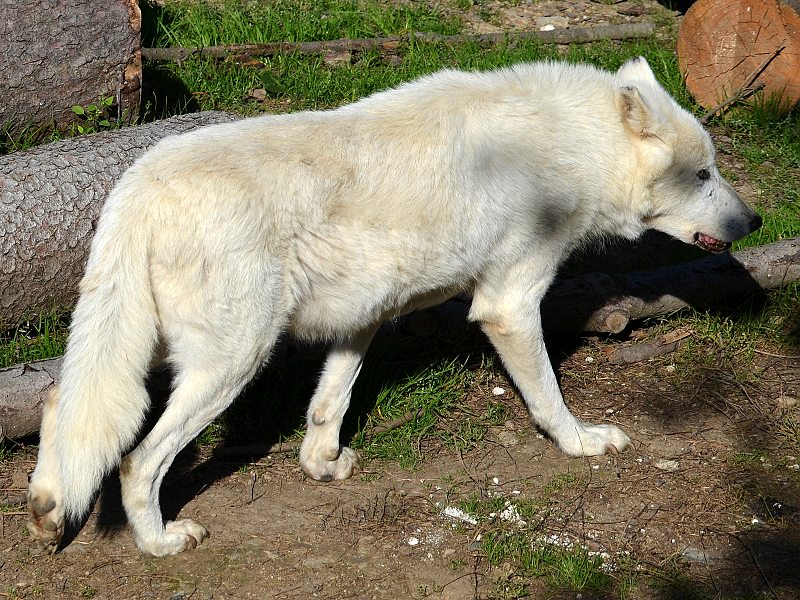 canis lupus arctos / vlk arktický