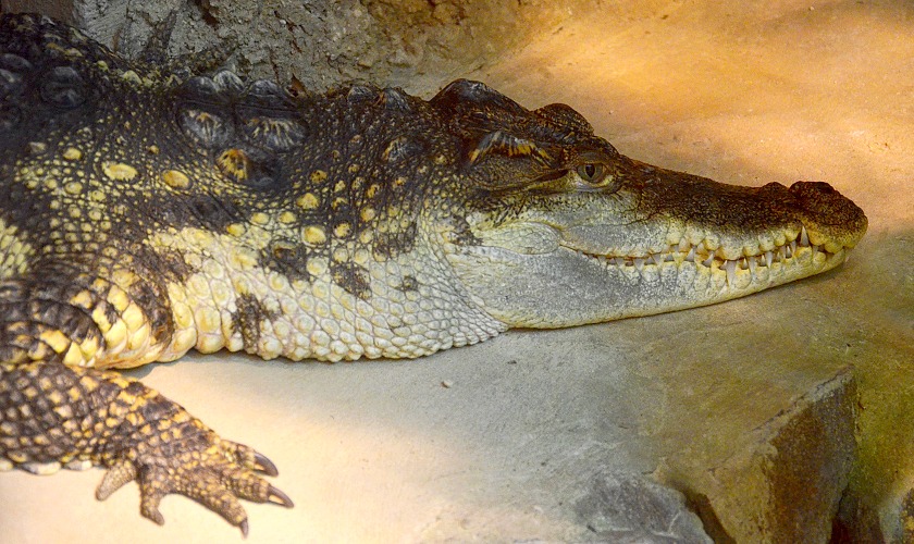 krokodýl siamský / crocodylus siamensis