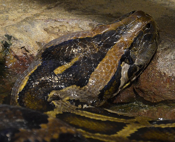 krajta tmavá / python bivittatus