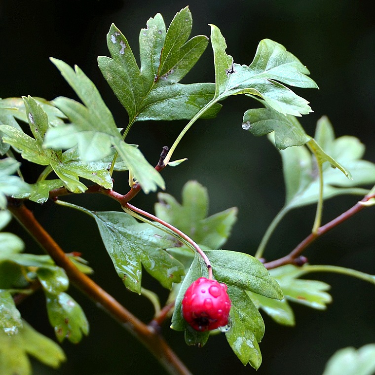 crataegus laevigata / hloh obecn