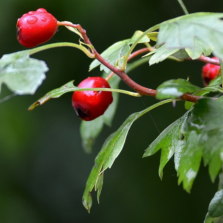 crataegus laevigata / hloh obecn