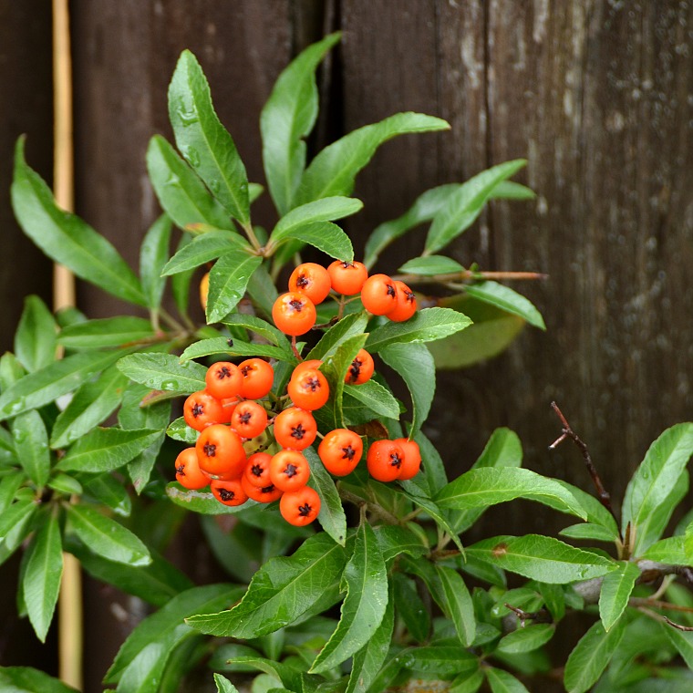 hlohyn arlatov / pyracantha coccinea