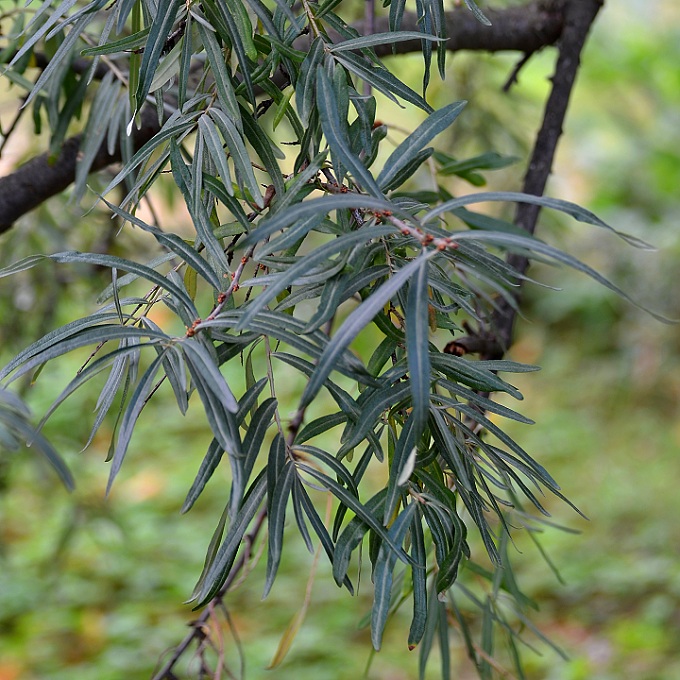 hippophae rhamnoides / rakytnk eetlkov