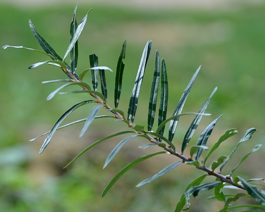 hippophae rhamnoides / rakytnk eetlkov