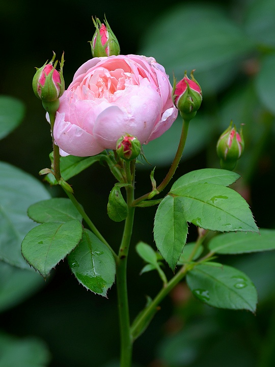 rosa  hybrida, 'Alnwick castle' / re zahradn, 'Alnwick castle'