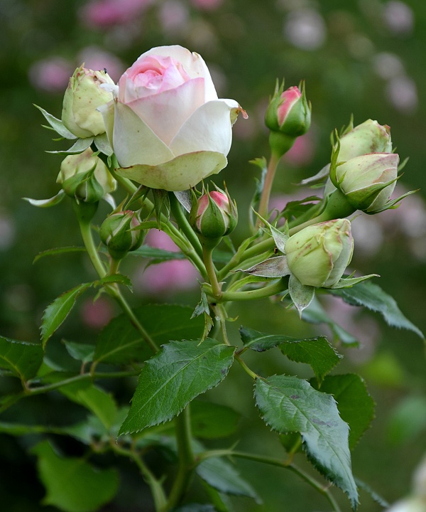 rosa  hybrida, 'Eden rose 85' / re zahradn, 'Eden rose 85'