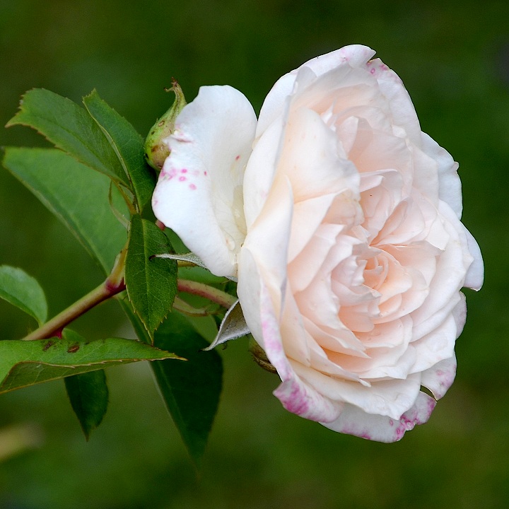 re zahradn, 'Dove' / rosa  hybrida, 'Dove'