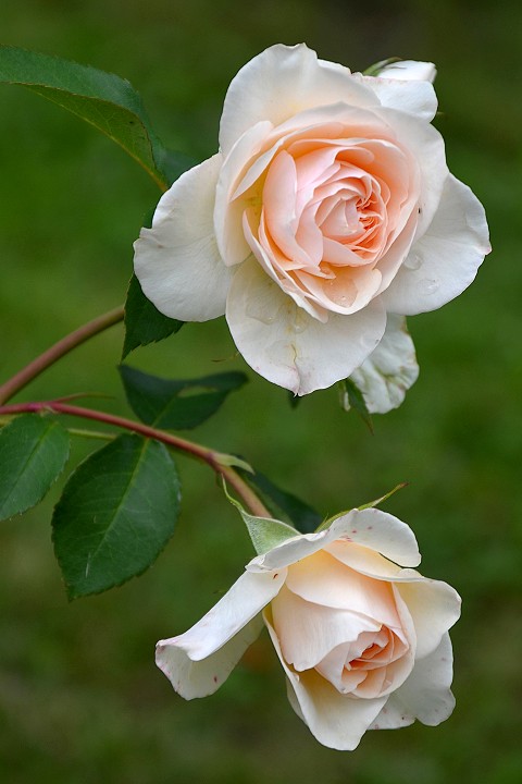 re zahradn, 'Dove' / rosa  hybrida, 'Dove'