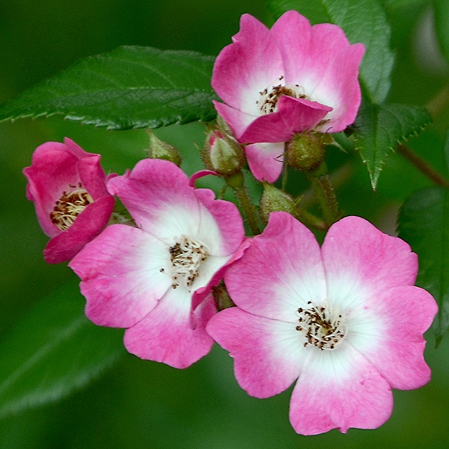 re zahradn, 'Mozart' / rosa  hybrida, 'Mozart'