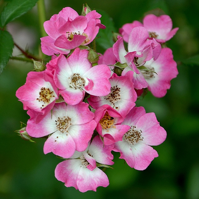 re zahradn, 'Mozart' / rosa  hybrida, 'Mozart'