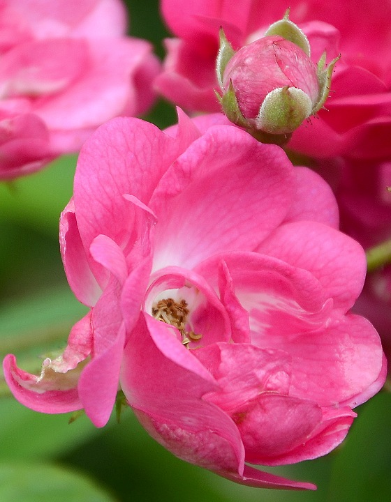 rosa  hybrida, 'Degenhard' / re zahradn, 'Degenhard'