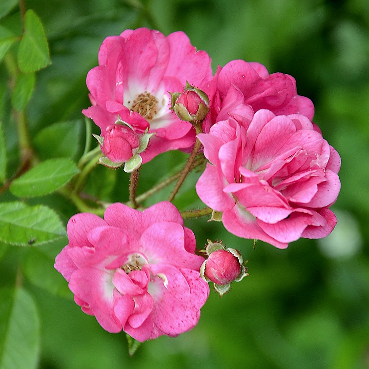 re zahradn, 'Degenhard' / rosa  hybrida, 'Degenhard'