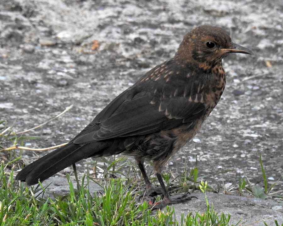 turdus merula merula / kos ern