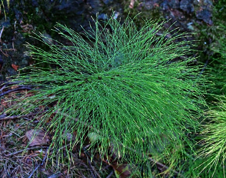 peslika lesn / equisetum sylvaticum