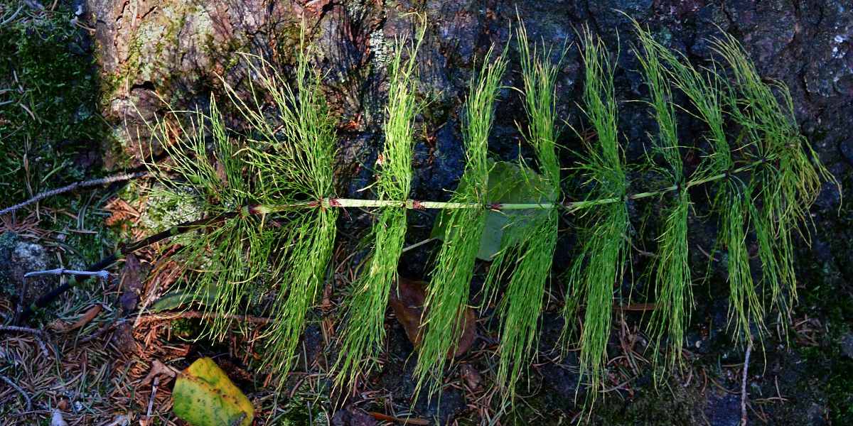 peslika lesn / equisetum sylvaticum