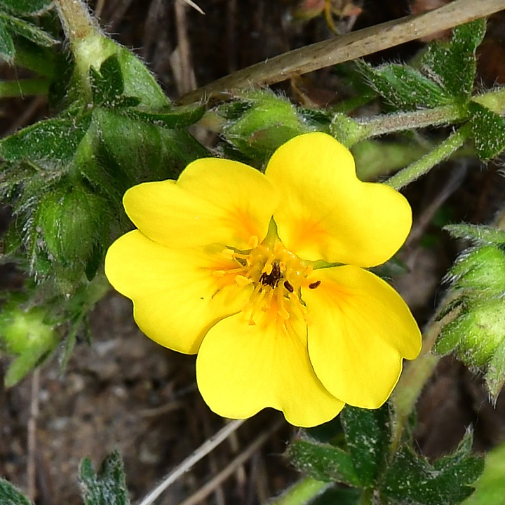 potentilla aurea / mochna zlat